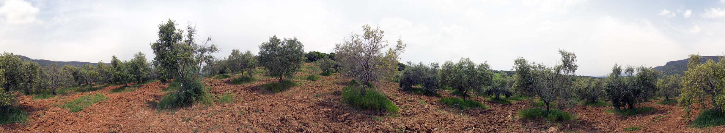Società Agricola Fratelli Deias